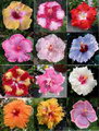 Chinese hibiscus, rose-of-China, Hawaiian hibiscus
